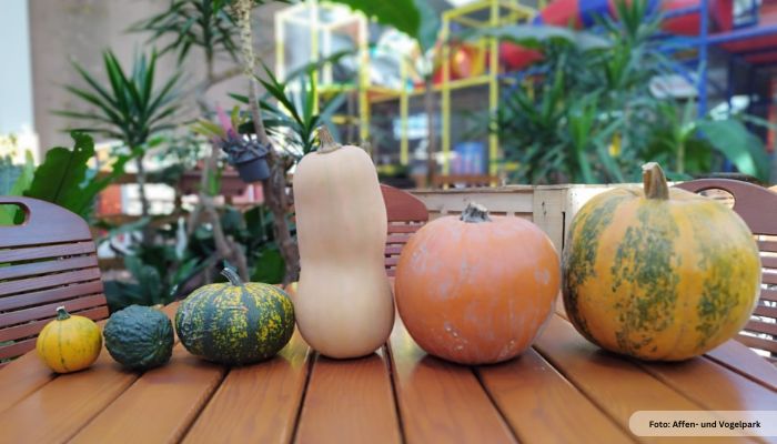 Header 3 Affen und Vogelpark