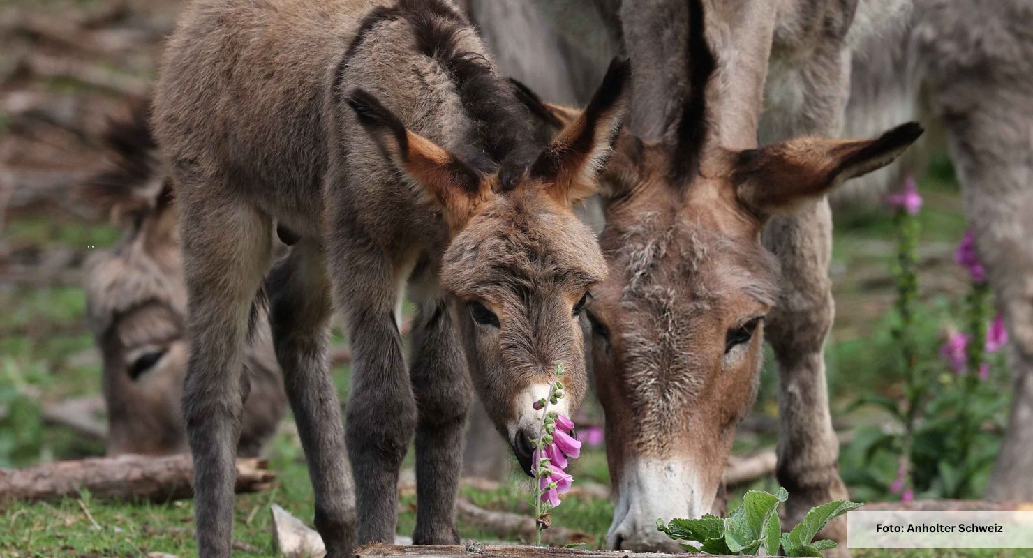 Header Anholter Schweiz 10