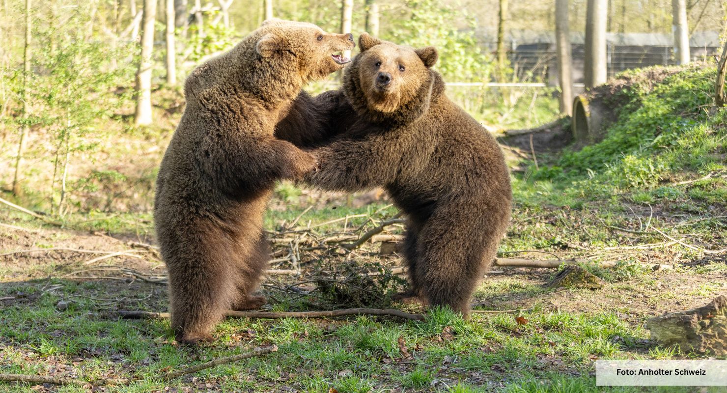 Header Anholter Schweiz 11