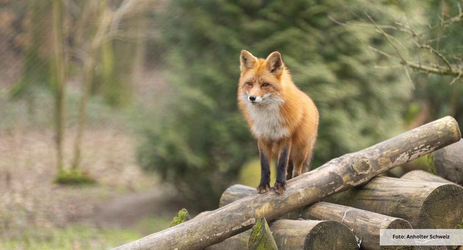 Header Anholter Schweiz 12