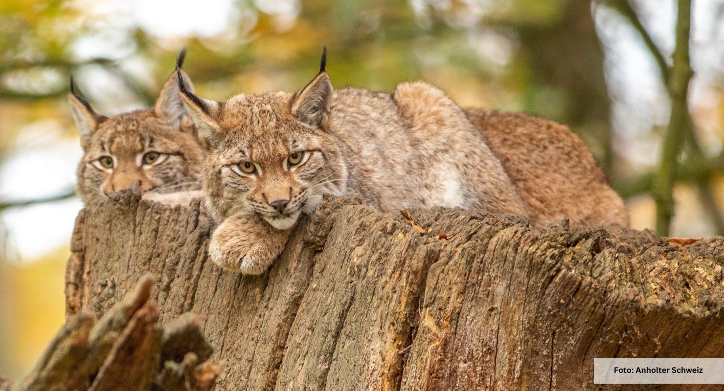 Header Anholter Schweiz 8