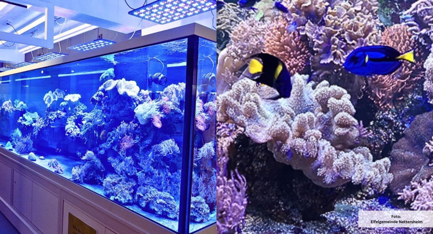Header Aquarium Nettersheim