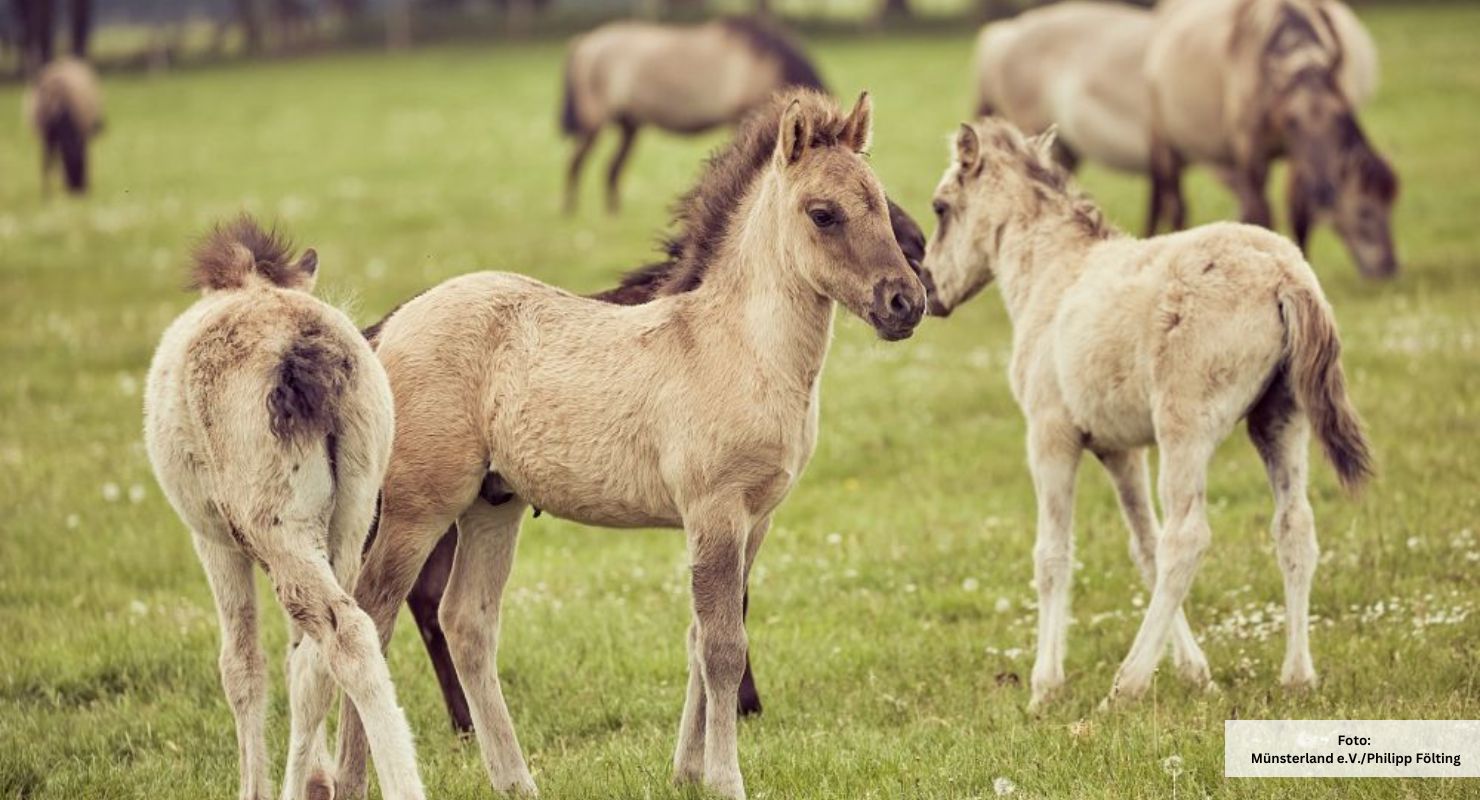 Header Duelmener Wildpferde