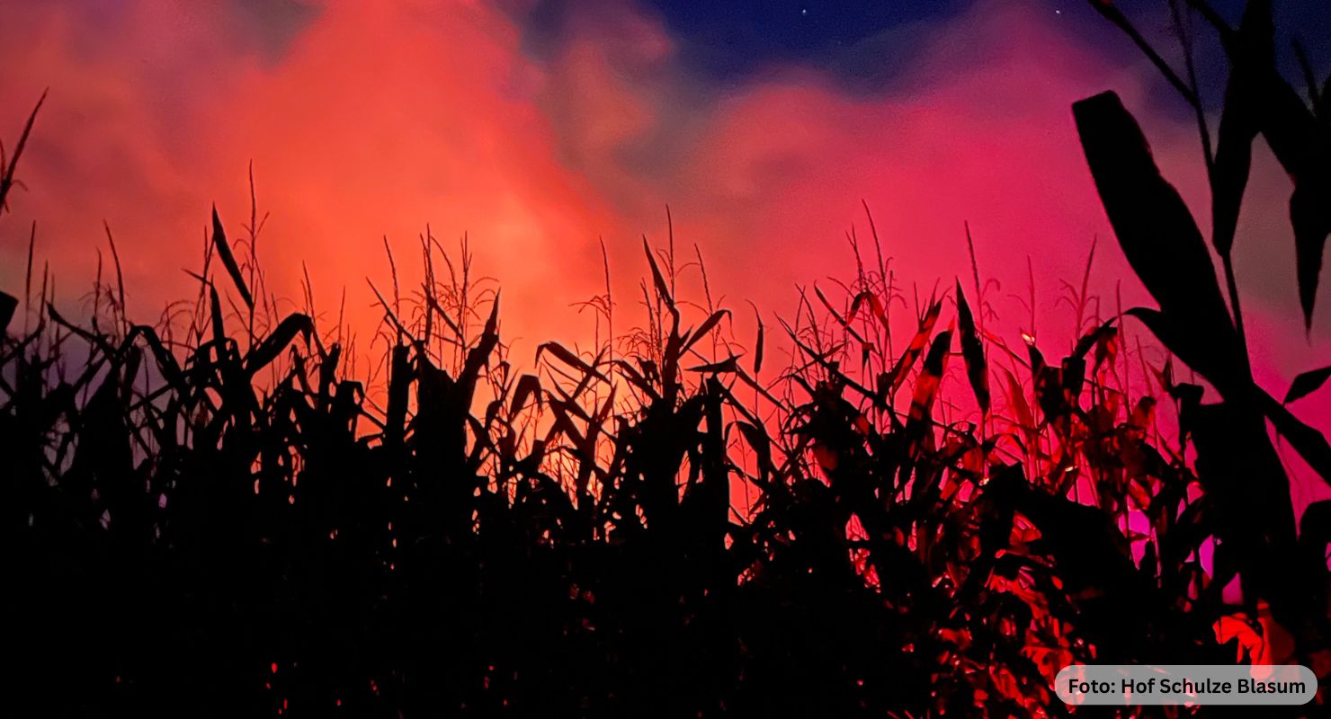 Header Schulze Balsum 11