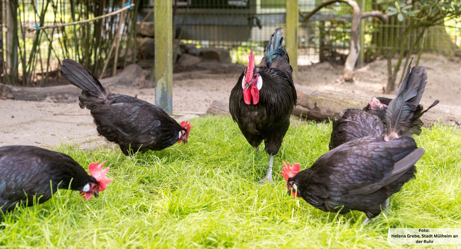 Header Tiergehege Witthausbusch