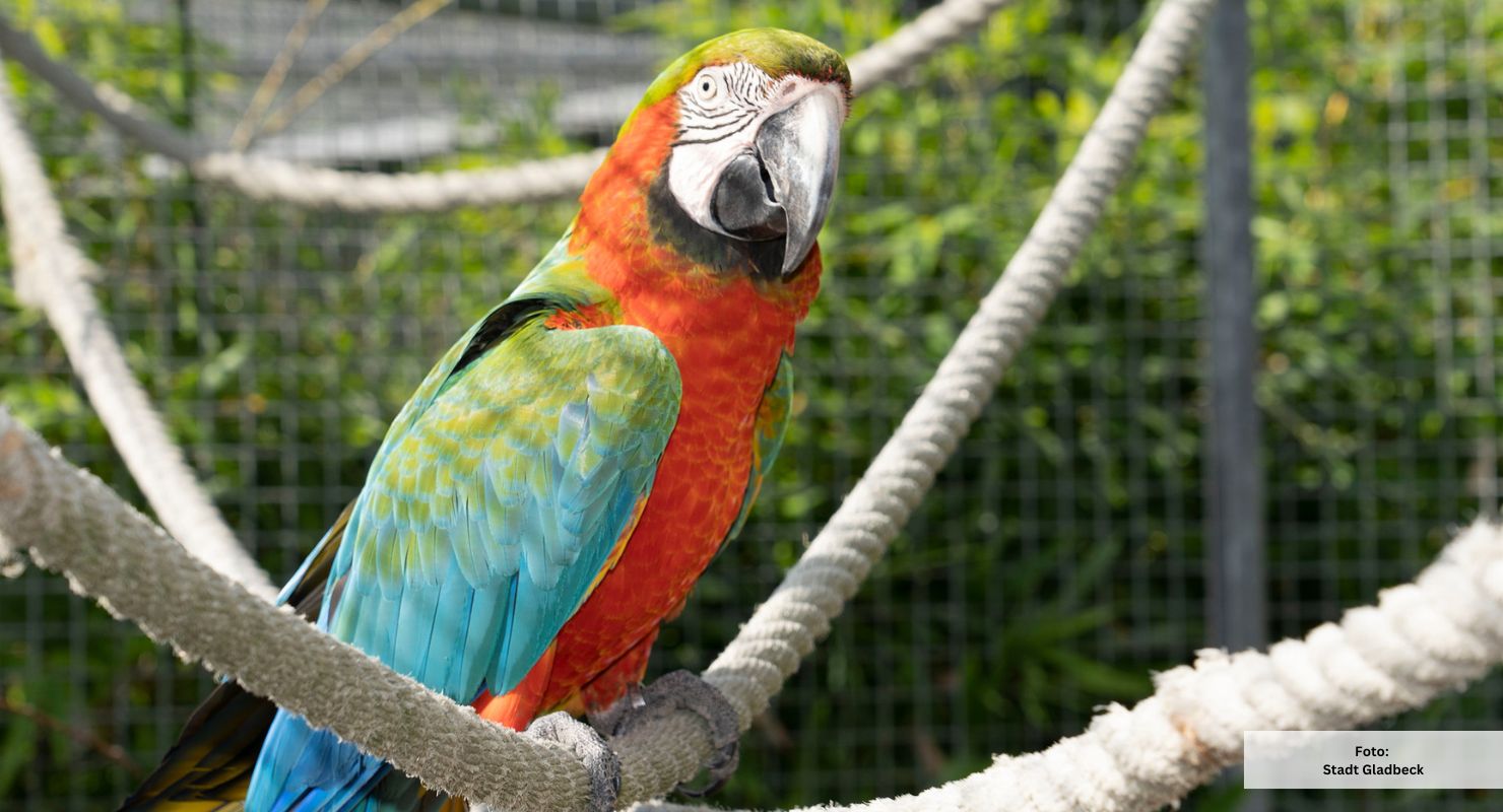 Header Vogelinsel Gladbeck