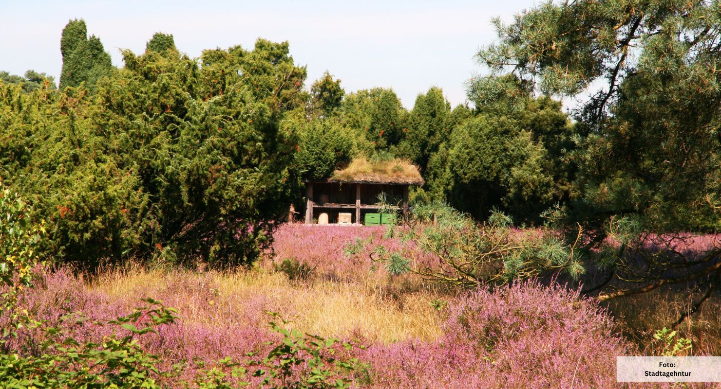 Header Westruper heide