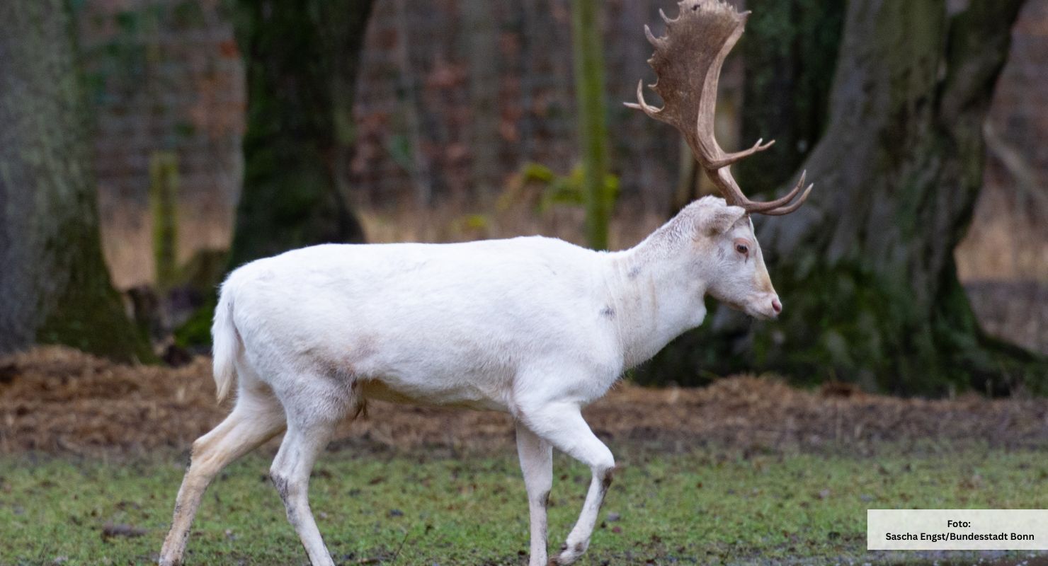 Header Wildpark Waldau