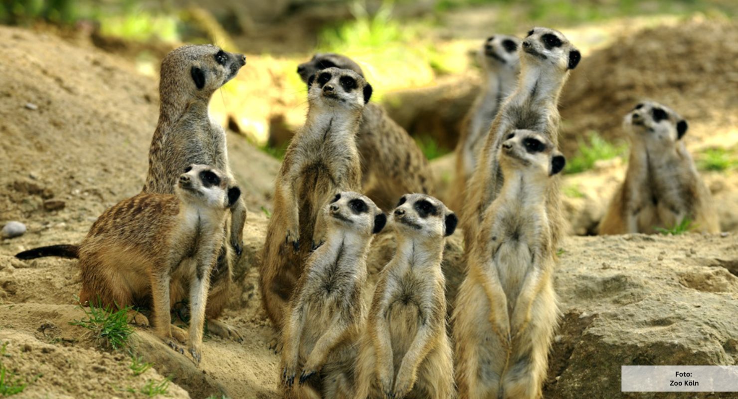 Zoo Koeln