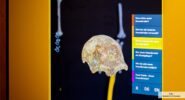 Neu Neandertahl Museum 6 185x100